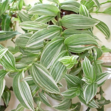 Tradescantia fluminensis (T)